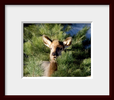 A framed photo of a baby elk peeking out from behind a pine sapling.