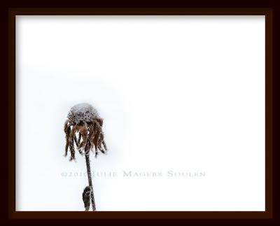 A framed photo of a single dried and frosty coneflower stands bravely against the elements of winter.