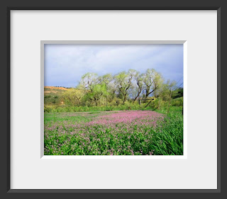 A framed photo of old and twisted cottonwoods were wearing the lacy light green of spring and standing over a field of purple wildflowers.