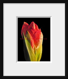 A framed photo of the first tender color of blushing red emerges from an amaryllis bud.