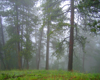A misty spring morning in a mountain forest of the Rockies of Colorado creates a fairy tale landscape where you can almost see the forest elves peeking out from behind tall majestic pines.