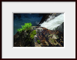 A framed photo of cascade of water misted the small plant, moss, and lichen clinging to a boulder during summer run off in the middle of the St. Vrain River in Rocky Mountain National Park in Colorado