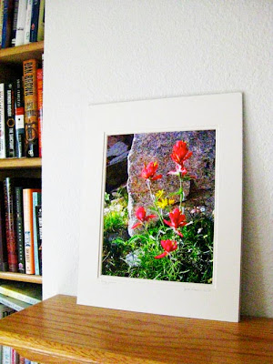 A matted photo of Indian paintbrush sitting on a fireplace mantle next to a bookshelf.