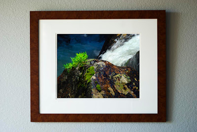 A framed photograph of a glistening boulder with a small green plant in a river cascade.