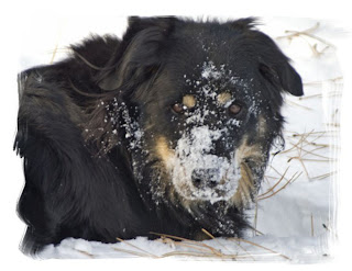 A black dog playing in the snow has snow all over his face.