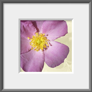 A pink petaled wild rose with golden yellow stamens.