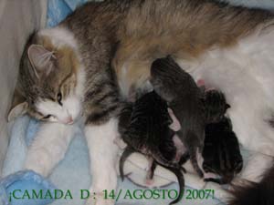 "Camada: D, 14/agosto/2007".