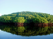Mangrove of Nusa Penida