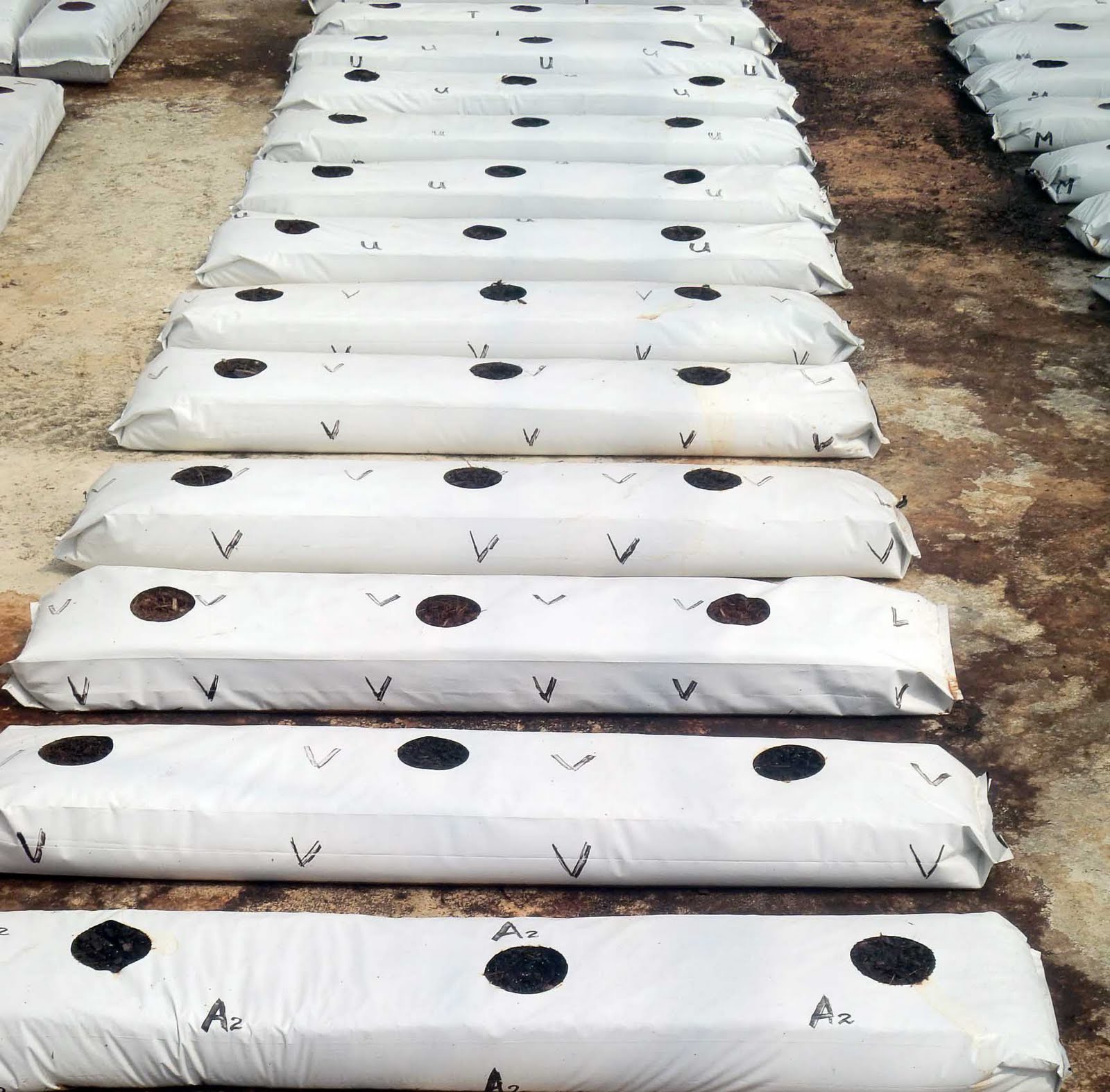 Polythene Industry Grow Bags