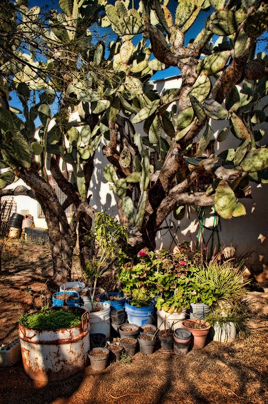 [RanchoTepuaNopalFlowersFeb10.jpg]