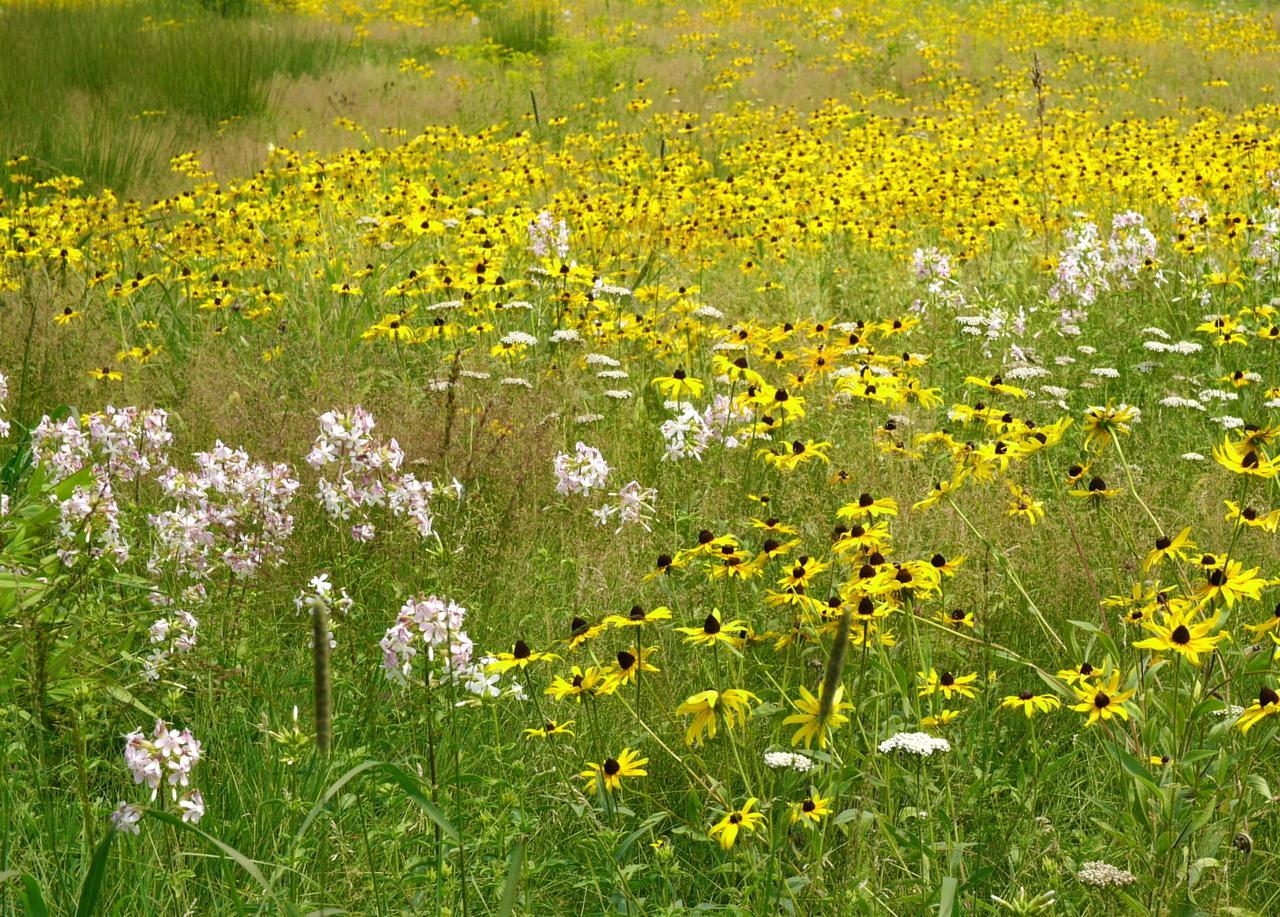 [meadow+flowers&+grasses.jpg]