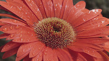 Gerbera