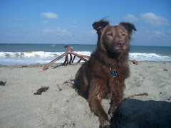 Molly@ the beach