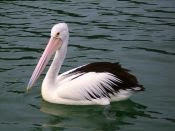 pelican   Oz