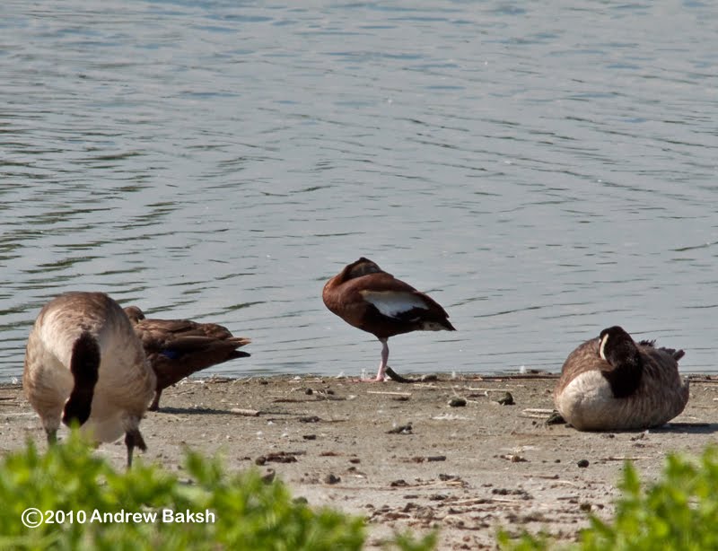 Birding Dude Blackbellied Whistling Duck Jamaica Bay Wildlife Refuge...