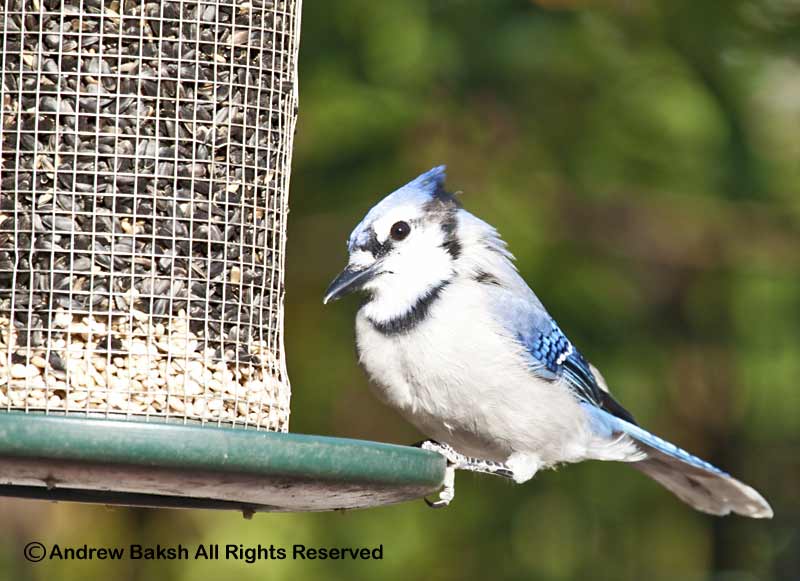 Birding Dude October Backyard Birding in Queens NYC