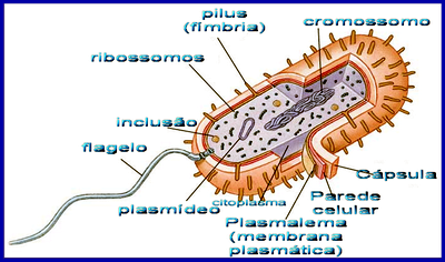 O QUE E BACTERIA