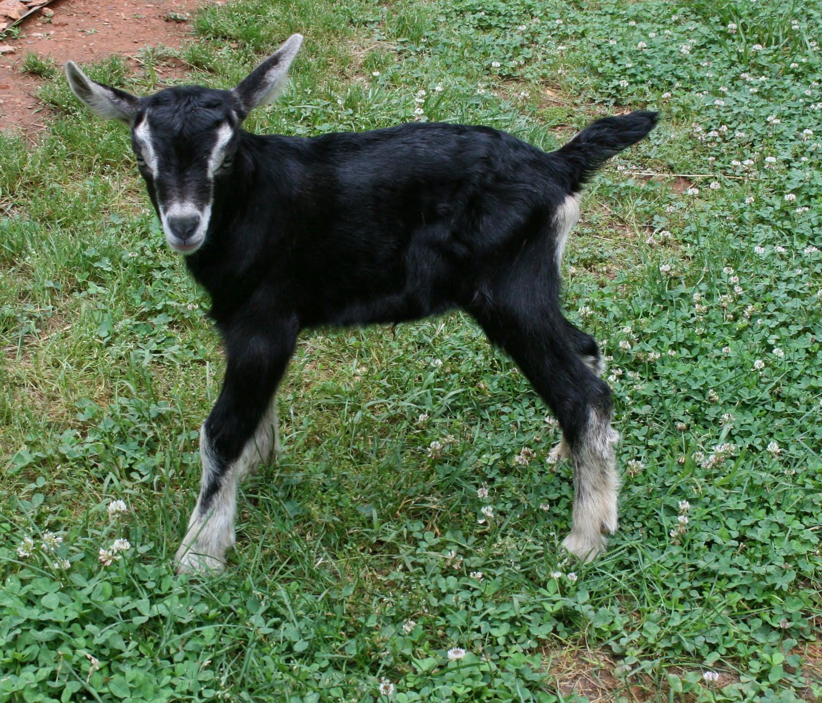 A Tiny Homestead New Baby Goats