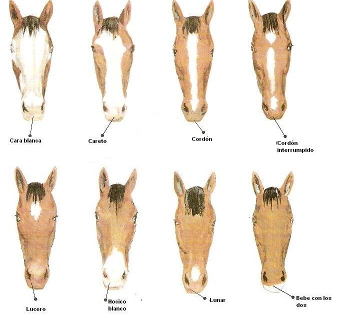 Apariencia De Los Caballos Apariencia De Los Caballos