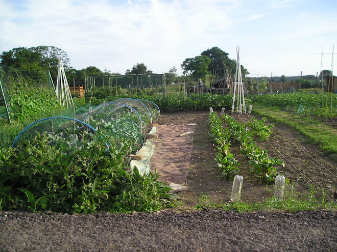 our allottment last year