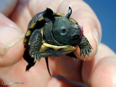 Kumpulan Artikel Aneh | Unik | Gokil | Extreme: INILAH Binatang Yang