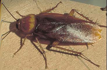 cucaracha.jpg