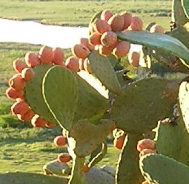 Tunas