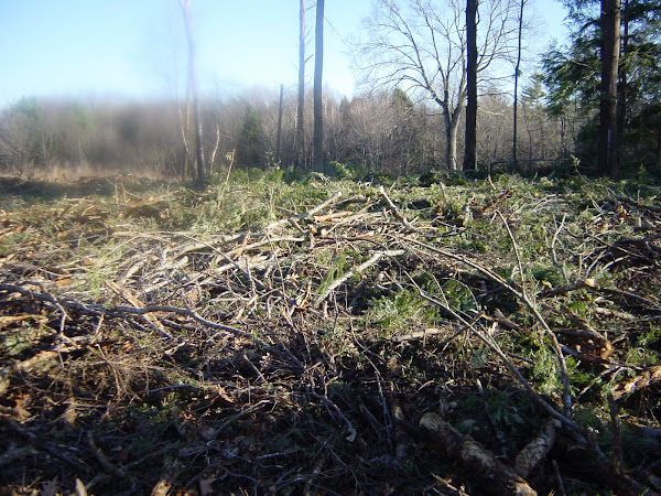 Brush: Poor mans Fertilizer