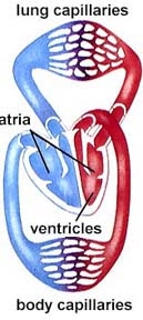 FRANS_BLOG: SISTEM PEREDARAN DARAH