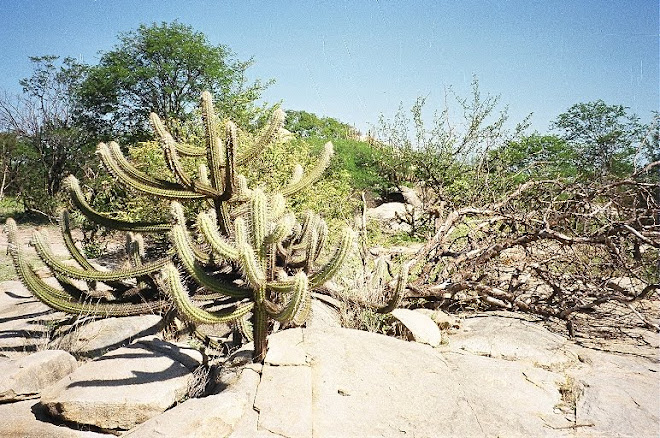 CAATINGA