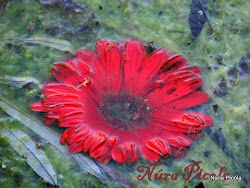 Flor Neptuno