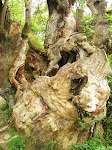 The Trunk