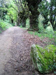 Into the Forest