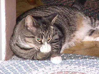 cat_finger.jpg