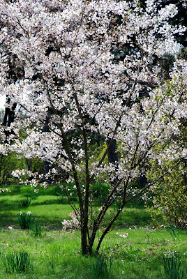 Merisi S Vienna For Beginners 03 01 2008 04 01 2008