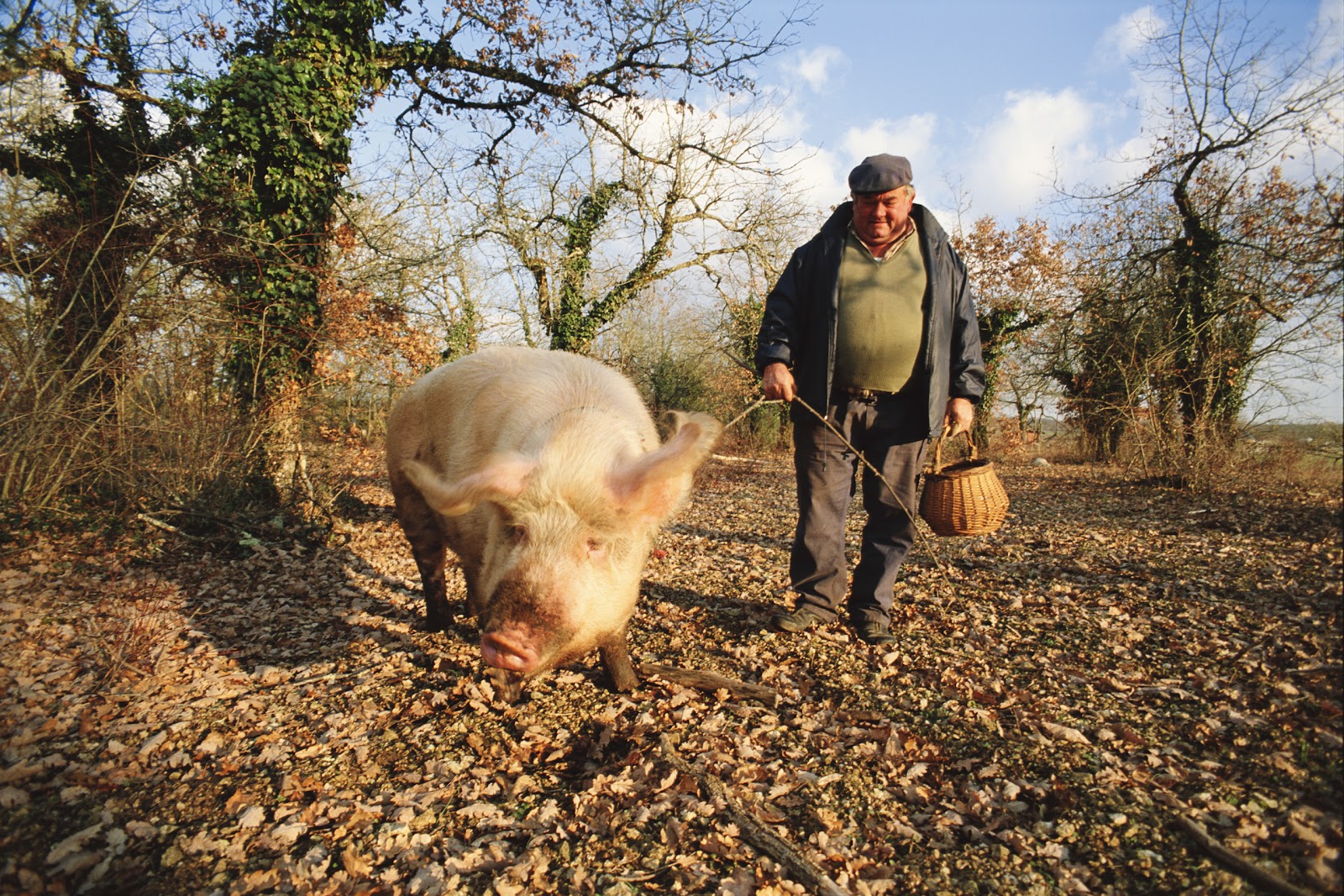 Welsh Rarebit: Unearthing Truffle hunting in Champagne
