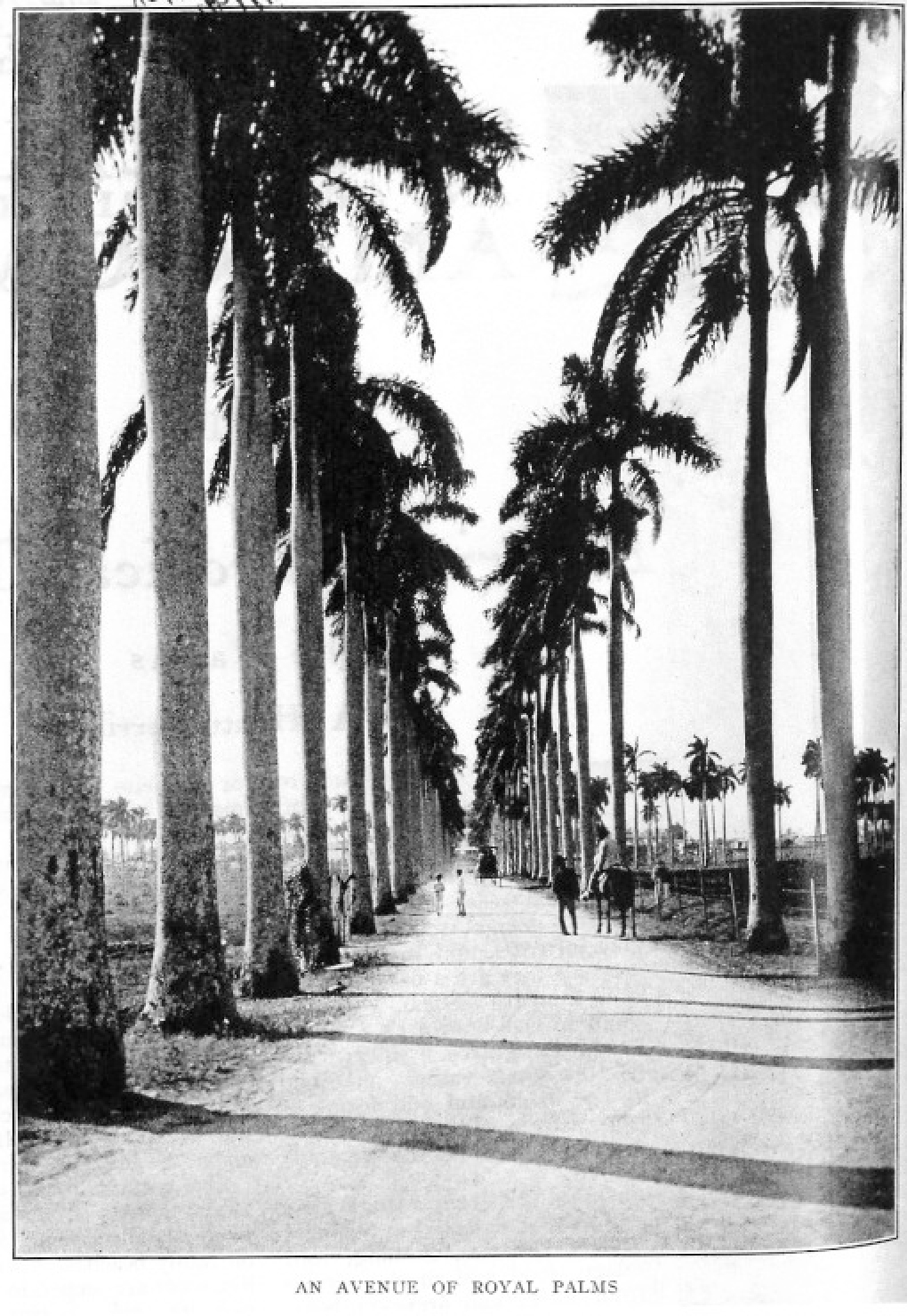 [Americas+Tropical+Trees+Palms03.jpg]