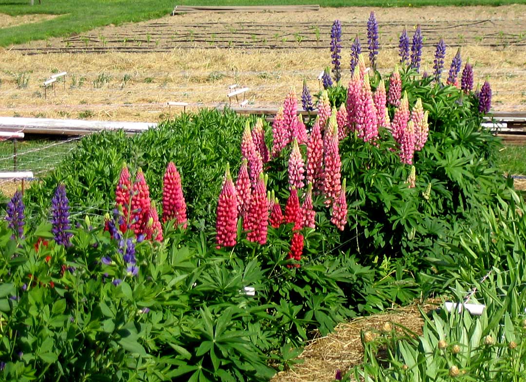 Lupine Flower Will Make You Fall in Love with Wildflowers All Over Again