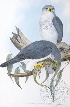 Gould's white goshawk