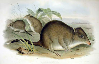 john Gould's Tasmanian kangaroo rat 1863