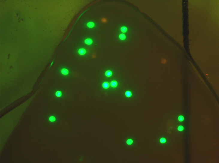 [Curtuteria-australis_metacercariae.png]