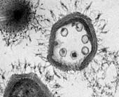 [080822-giant-virus_170.jpg]