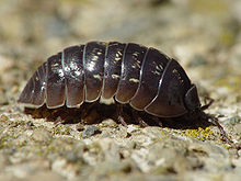 [220px-Armadillidium_vulgare_001.jpg]