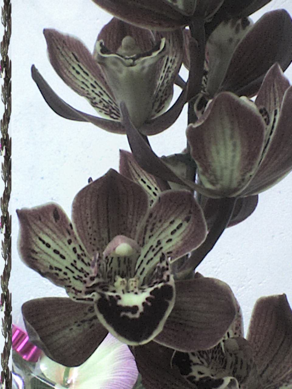 Amo Orquideas: Cymbidium Marrom