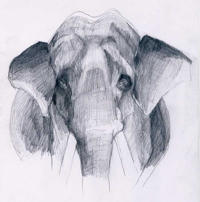 Menggambar Gajah Belajar Menggambar jpg (700x709)