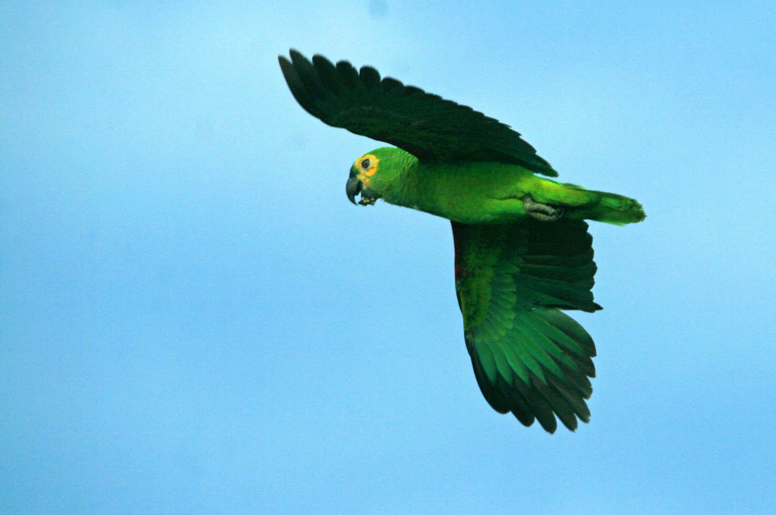 [blue-fronted+parrot.434.JPG]