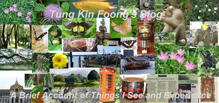 Tung Kin Foong's Blog