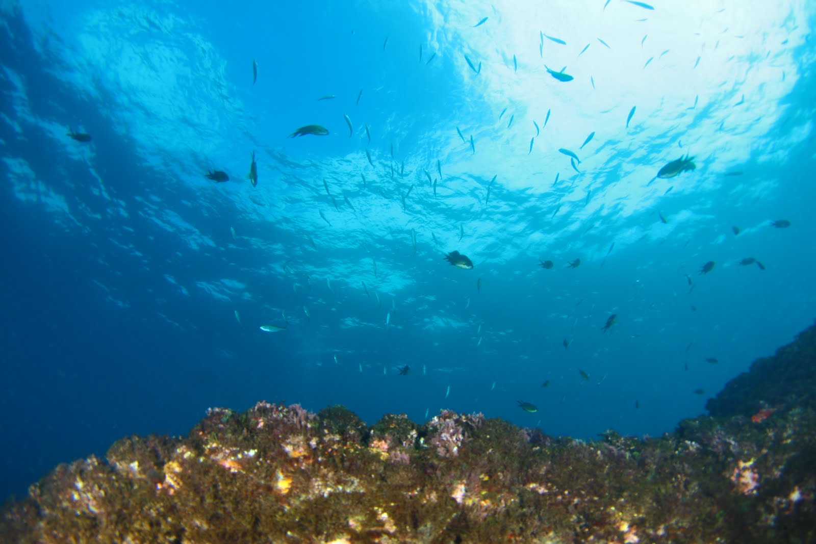 Octopus diving center FOTODIGISUB 2010 Etapa Açores Ilha