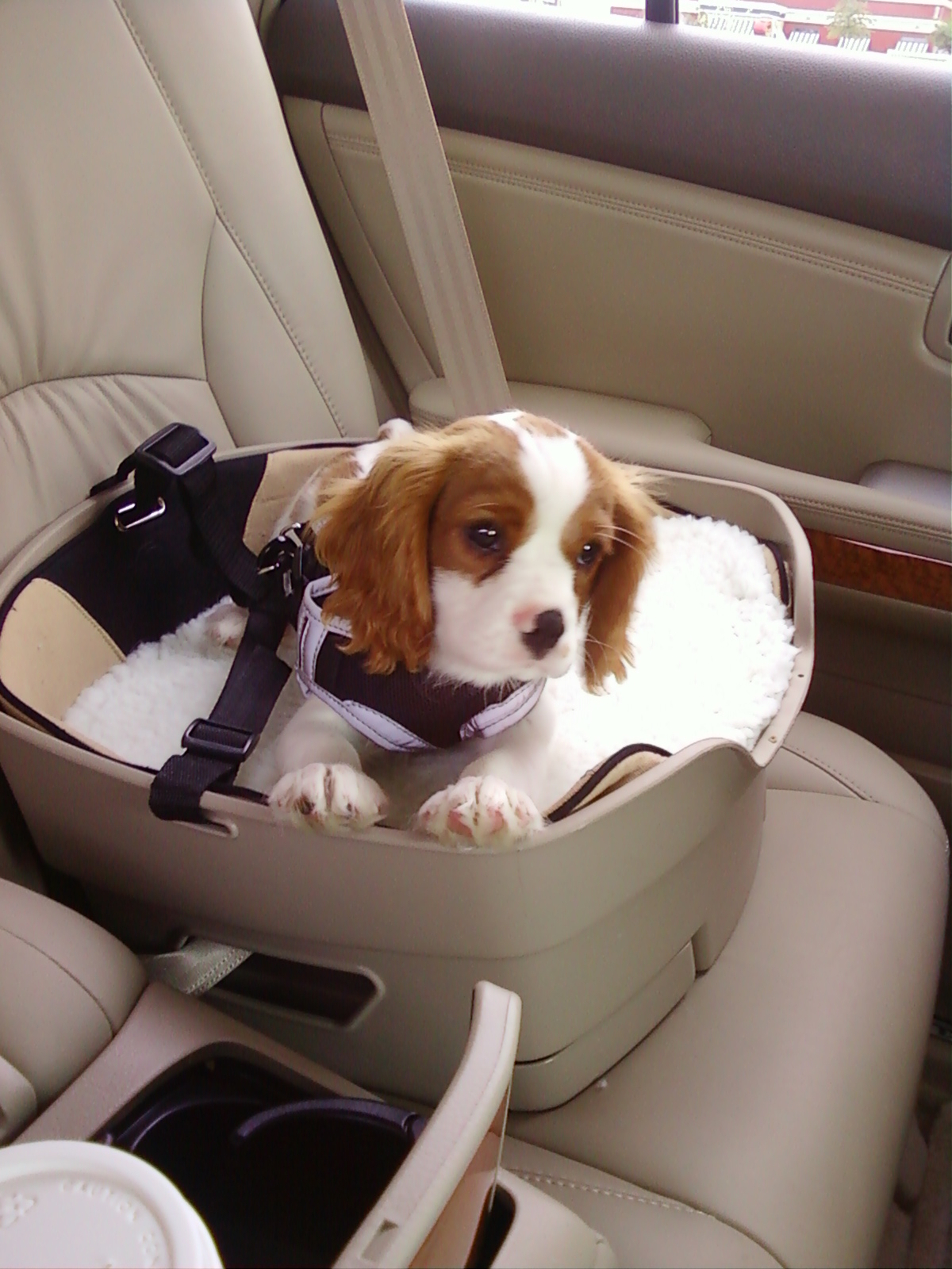 Sublime Happiness: Canton Fun...Brunch...Bachelorette...and Concerts...