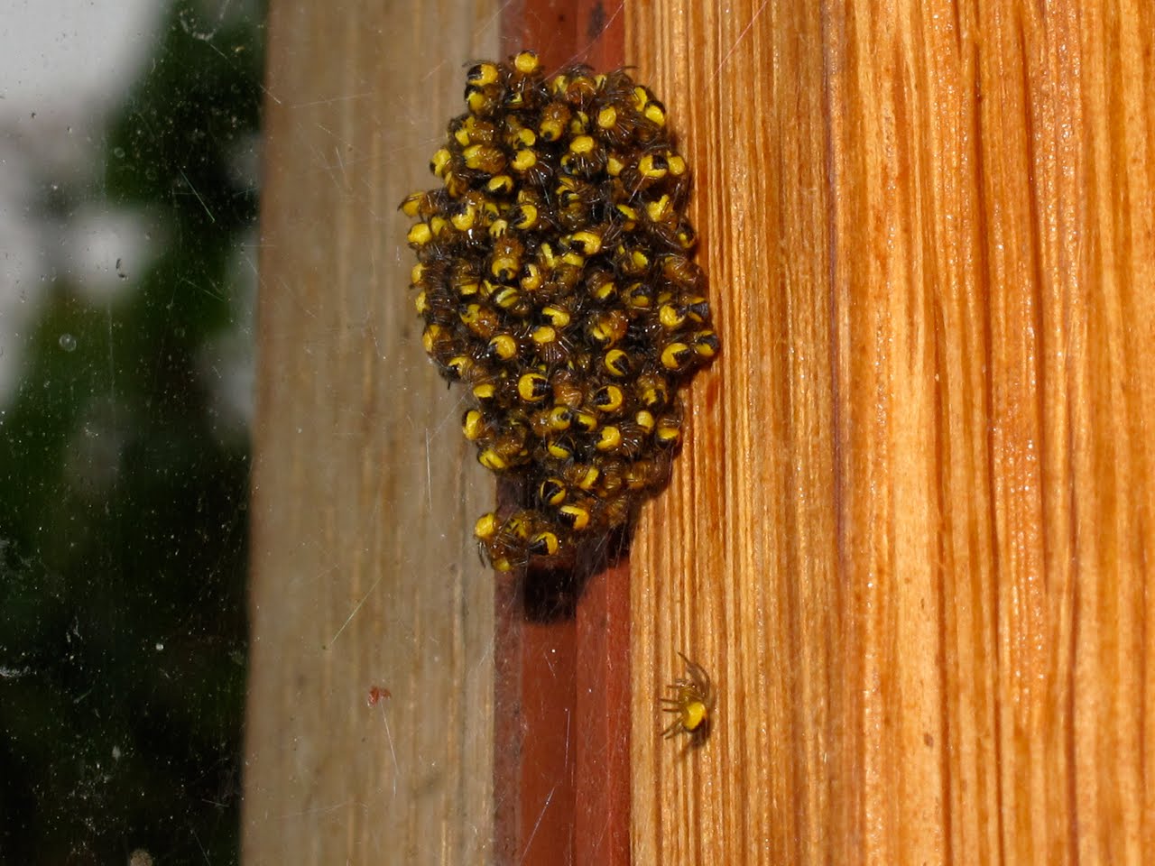 BugBlog: Spiderling Balls